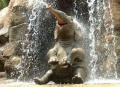 Elefante riendo.jpg